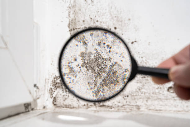 Professional Mold Remediation in Russellton, PA